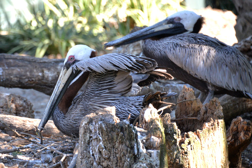 World of Birds Wildlife Sanctuary.